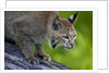 Lynx on log by Anonymous