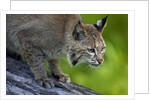 Lynx on log by Anonymous