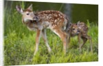 Two white-tailed deer fawns by Anonymous