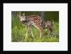 Two white-tailed deer fawns by Anonymous