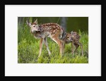 Two white-tailed deer fawns by Anonymous