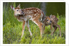 Two white-tailed deer fawns by Anonymous