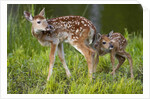 Two white-tailed deer fawns by Anonymous