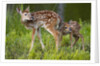Two white-tailed deer fawns by Anonymous