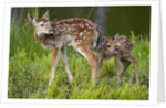 Two white-tailed deer fawns by Anonymous