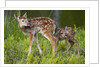 Two white-tailed deer fawns by Anonymous