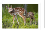 Two white-tailed deer fawns by Anonymous
