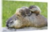 Woodchuck family by Anonymous