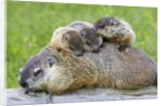 Woodchuck family by Anonymous