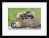 Woodchuck family by Anonymous