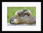Woodchuck family by Anonymous