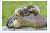 Woodchuck family by Anonymous