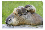 Woodchuck family by Anonymous
