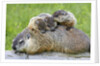Woodchuck family by Anonymous