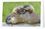 Woodchuck family by Anonymous
