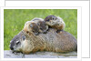 Woodchuck family by Anonymous