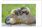 Woodchuck family by Anonymous