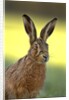 Alert Adult Brown Hare by Anonymous