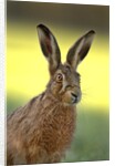 Alert Adult Brown Hare by Anonymous