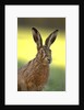 Alert Adult Brown Hare by Anonymous