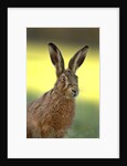 Alert Adult Brown Hare by Anonymous