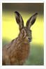 Alert Adult Brown Hare by Anonymous