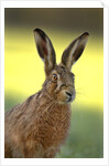 Alert Adult Brown Hare by Anonymous