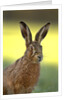 Alert Adult Brown Hare by Anonymous