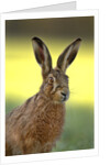 Alert Adult Brown Hare by Anonymous