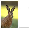 Alert Adult Brown Hare by Anonymous
