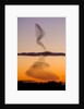 Flock of Starlings Avoiding a Peregrine Falcon at Dusk by Anonymous