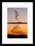 Flock of Starlings Avoiding a Peregrine Falcon at Dusk by Anonymous