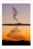 Flock of Starlings Avoiding a Peregrine Falcon at Dusk by Anonymous