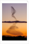 Flock of Starlings Avoiding a Peregrine Falcon at Dusk by Anonymous