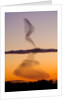 Flock of Starlings Avoiding a Peregrine Falcon at Dusk by Anonymous