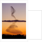 Flock of Starlings Avoiding a Peregrine Falcon at Dusk by Anonymous