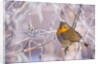Robin among frost covered branches by Anonymous