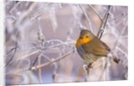 Robin among frost covered branches by Anonymous