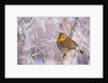 Robin among frost covered branches by Anonymous