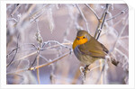 Robin among frost covered branches by Anonymous