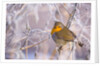 Robin among frost covered branches by Anonymous