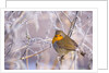 Robin among frost covered branches by Anonymous
