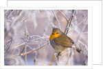 Robin among frost covered branches by Anonymous