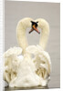 Mute Swan Pair During Their Courtship Ritual by Anonymous