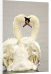 Mute Swan Pair During Their Courtship Ritual by Anonymous