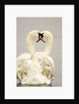 Mute Swan Pair During Their Courtship Ritual by Anonymous