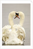 Mute Swan Pair During Their Courtship Ritual by Anonymous