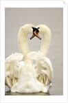 Mute Swan Pair During Their Courtship Ritual by Anonymous