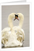 Mute Swan Pair During Their Courtship Ritual by Anonymous
