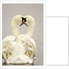 Mute Swan Pair During Their Courtship Ritual by Anonymous